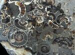 Polished Ammonite Fossil Slab - Marston Magna Marble #49601-1
